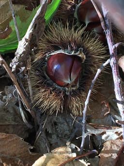 Logo Cynexpert - Expert-comptable à Guilherand-Granges